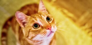 Як захистити свою ялинку від пухнастих друзів 