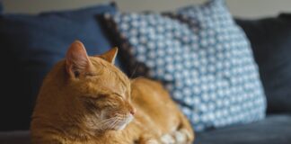 Як визначити породу вуличних котів