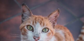 Як насправді називається порода вуличних котів
