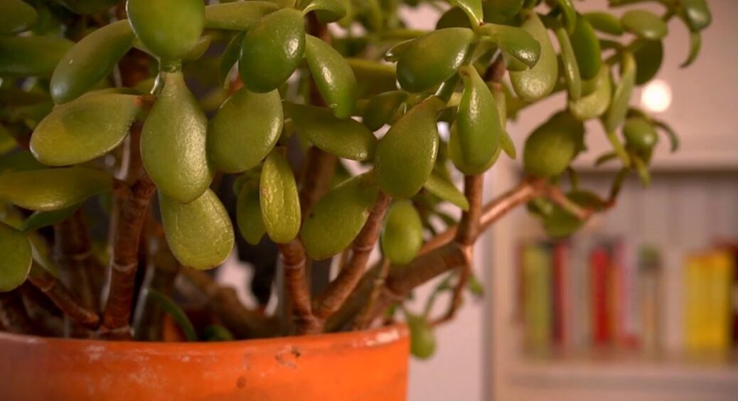 Чи робите ви це правильно? Як обрізати грошове дерево, щоб воно принесло фінансову незалежність 