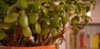 Як правильно доглядати за грошовим деревом 