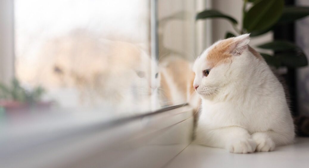 Як швидко і легко відмити з підвіконня жовті плями від горщиків з квітами: шкода, що не знала цього раніше 