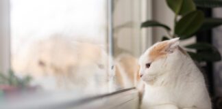  Як швидко  відмити з підвіконня жовті плями від горщиків з квітами