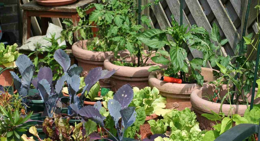 Зробила в грудні міні-город на підвіконні та не натішуся врожаю: як зробити кімнатну грядку власноруч 