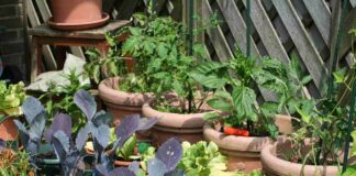 Як з кавової гущі зробити добриво: проради експертів