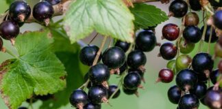 Рецепт добрива для смородини