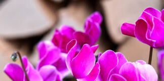 Секрети догляду за цикламеном взимку