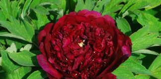 Садівники розповіли, чим підживити півонії восени