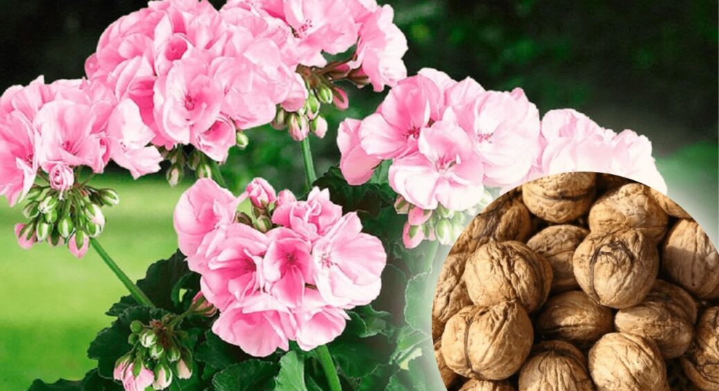 Тепер горіхову шкаралупу ні за що не викидаю: додала її до гераней, а вони всі одразу поперли у квіт 