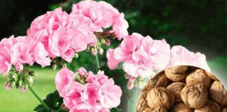 Навіщо додавати горіхову шкаралупу для цвітіння герані: поради садівників