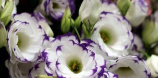 Садівники пояснили, як у своєму саду  виростити здорові еустоми