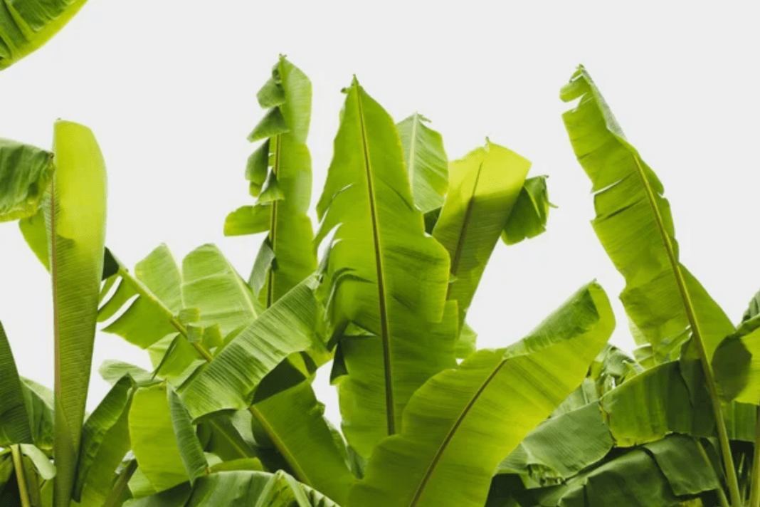 Вирощуємо вдома бананове дерево: прості поради для новачків 