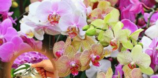Садівники назвали найкраще підживлення для орхідей