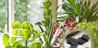 Експерти розповіли про універсальне добриво для кімнатних рослин 