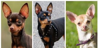 Найменші породи собак