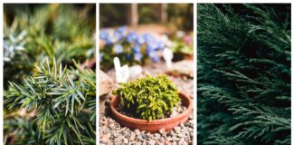 Ялівець - яскравий представник сімейства хвойних