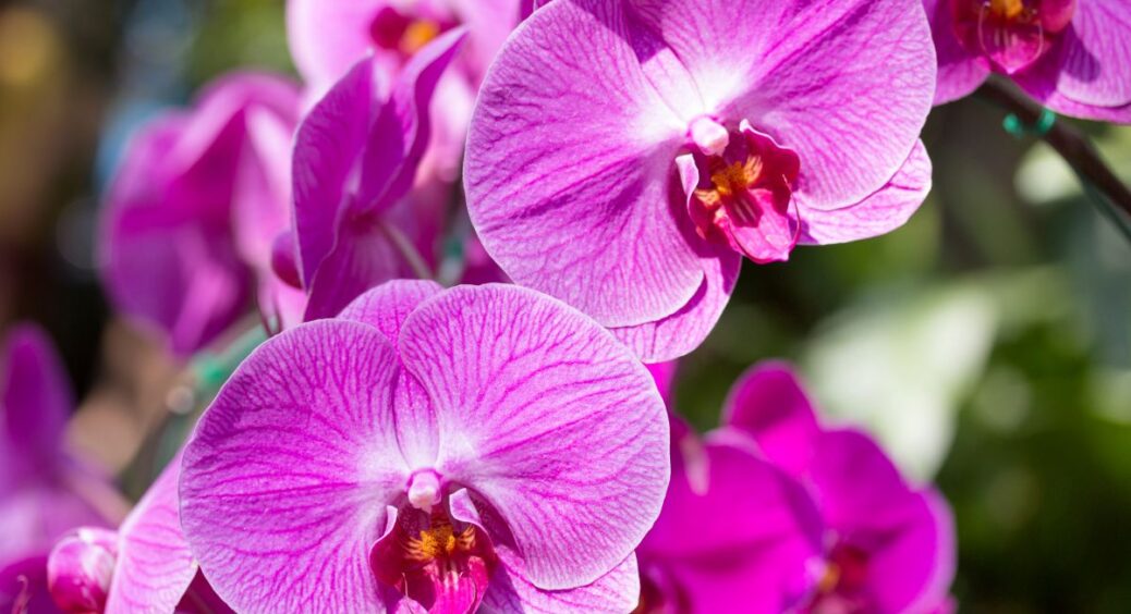 Зробіть цей простий трюк з орхідеєю і нові бутони не змусять на себе чекати: спрацює, якщо давно не квітнула 