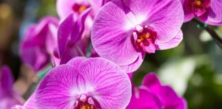 Як простимулювати орхідею до цвітіння: поради експертів