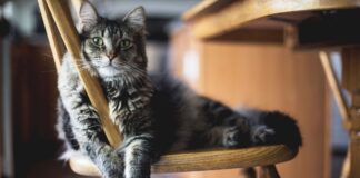 Експерти назвали дієвий спосіб прибрати запах котячого лотка