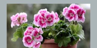 Готуємося до квітучого сезону-2024