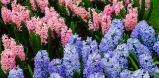 Садівники назвали головне правило для висадки гіацинтів 