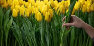 5 правил ідеальної посадки тюльпанів 