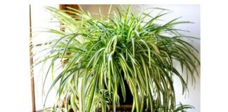 Рослин, які допоможуть зволожити і очистити повітря від токсинів