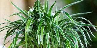 Садівники розповіли, як хлорофітум допомагає іншим рослинам