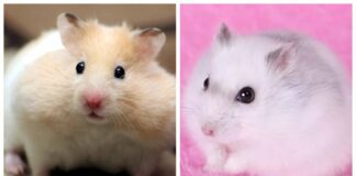 Обираємо чотирилапого друга: перський і джунгарський хом'яки