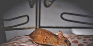 Як позбутися мишей та щурів в будинку