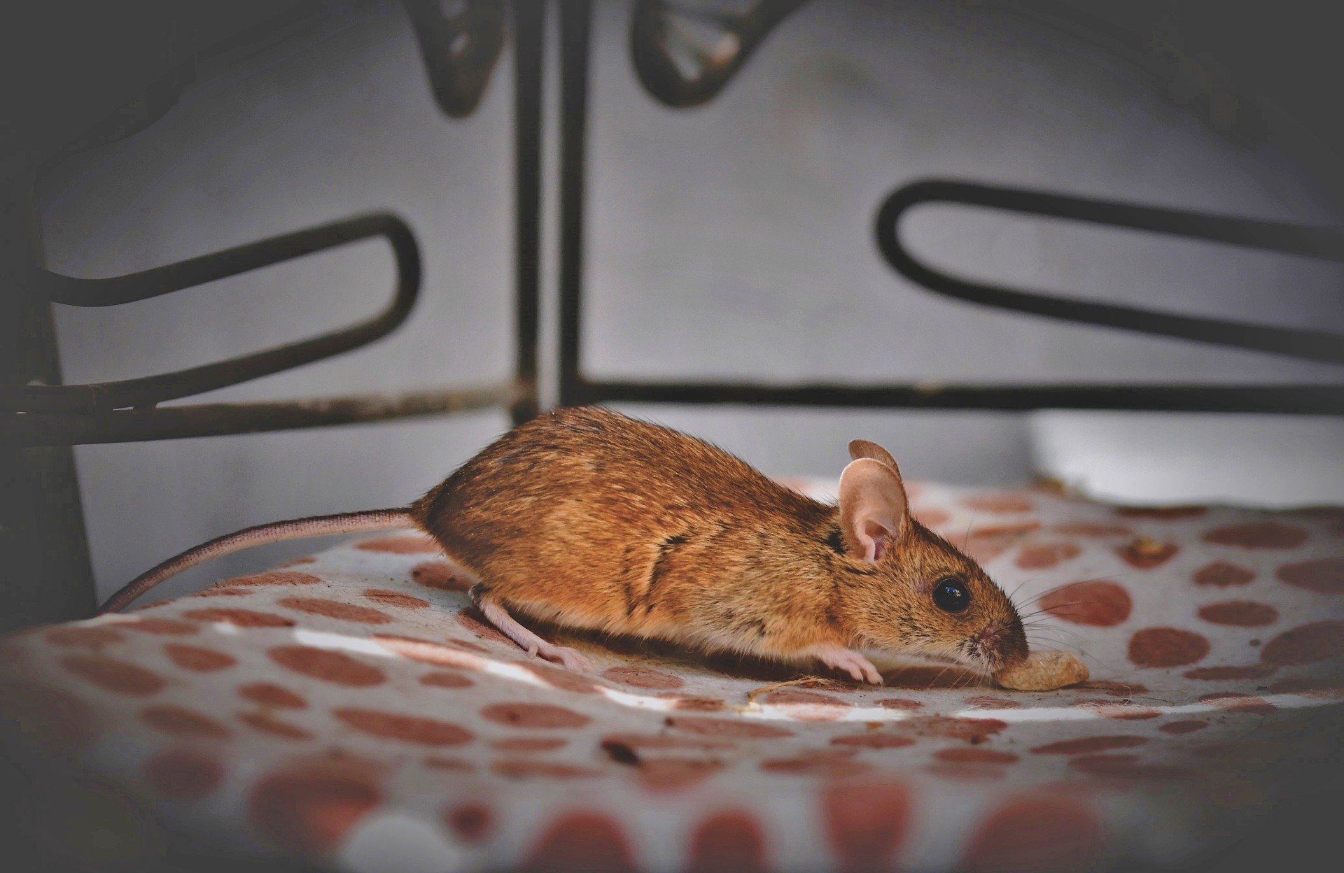 Як позбутися мишей та щурів в будинку