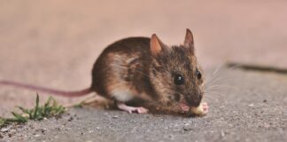 Експерти розповіли, як швидко позбутися мишей та щурів