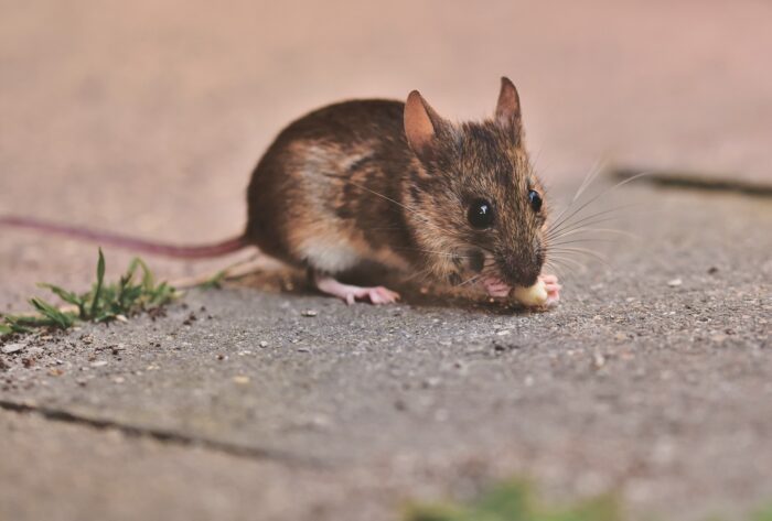 Експерти розповіли, як швидко позбутися мишей та щурів
