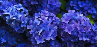 Садівники розповіли про секрети вирощування гортензій