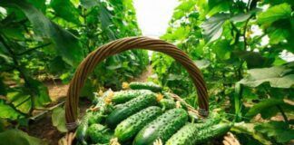 Дачники розповіли, які добрива найкраще підходять для огірків