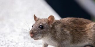 Як позбутись від мишей у приватному будинку