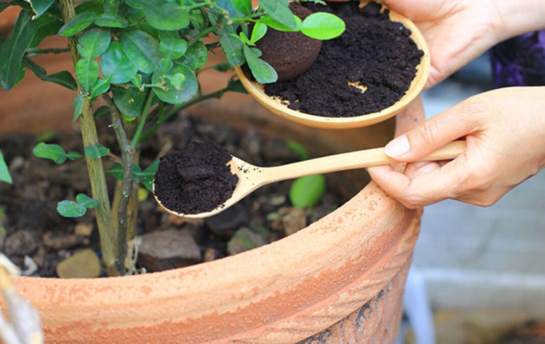 Як удобрювати рослини кавовою гущею