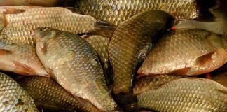 Як швидко очистити рибу від луски