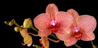 Як підживлювати орхідею