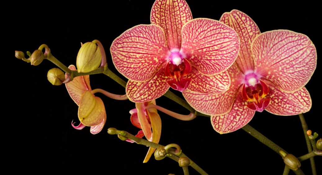 Підслухала про цей метод в черзі на базарі: картопляний відвар не в пюрешку додаю, а поливаю орхідею 