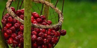 Які 4 рослини заборонено садити біля вишні