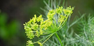 Як виростити кріп на городі без парасольок 