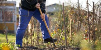 5 справ на городі, які потрібно зробити у лютому для врожайності