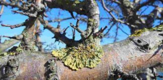 Городники розповіли, як сіль допоможе позбутися лишайників на грядках