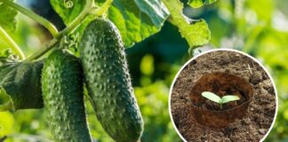 Городник розповів, як виростити ранній врожай огірків