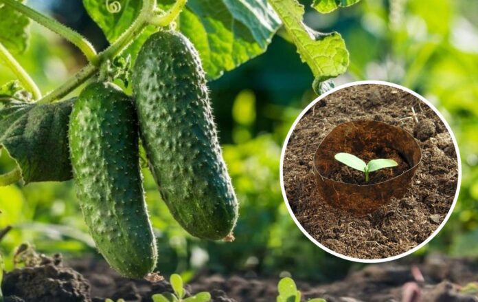 Городник розповів, як виростити ранній врожай огірків