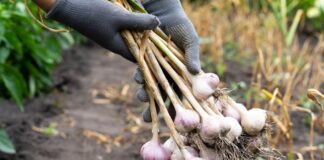 В яких місцях не можна садити часник і чому 