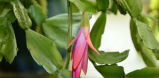 Як правильно поливати декабрист