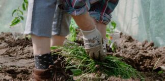 Дачники розповіли, які сидерати роблять з землі справжній чорнозем