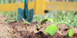 Які рослини варто сіяти під зиму